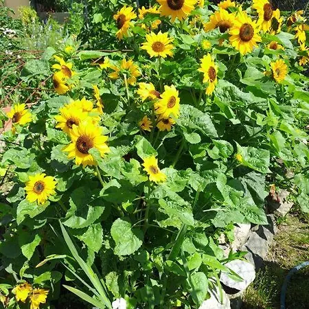 Preciosa Casita A 10 Minutos De La Playa. Vakantiehuis *